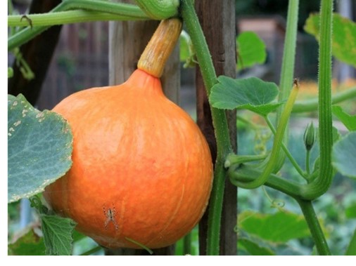 pompoen