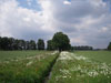 Beekranden langs de Bollisenbeek te Peer