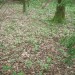 Jonge reuzenbalsemienen in een bos